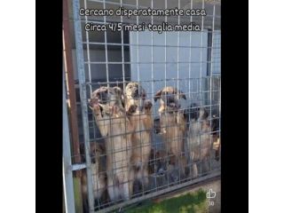 CUCCIOLI IN ADOZIONE taglia media