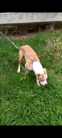 Pitbull puro 3anni finito in canile..piange tutto il giorno! SUD - Foto 5