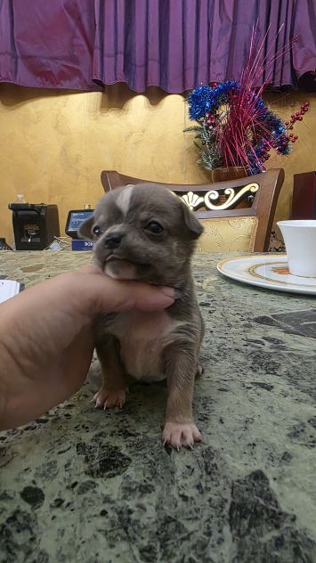 Chihuahua - Foto 2