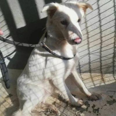 DOROTHY una nuova vita da donarle, cagnolina in adozione - Foto 2