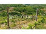 Terreno di 10767 mq  in vendita a Acri - Rif. 4560392