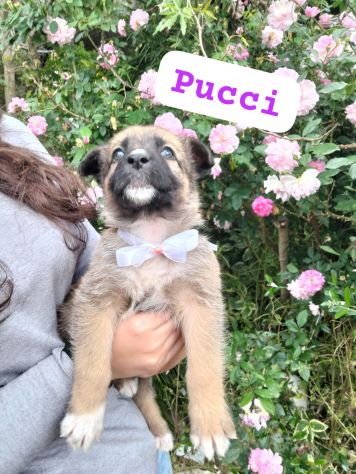 PUCCI,TERRY cucciole tg media in adozione