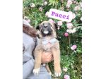 PUCCI,TERRY cucciole tg media in adozione