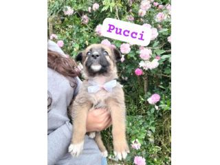 PUCCI,TERRY cucciole tg media in adozione