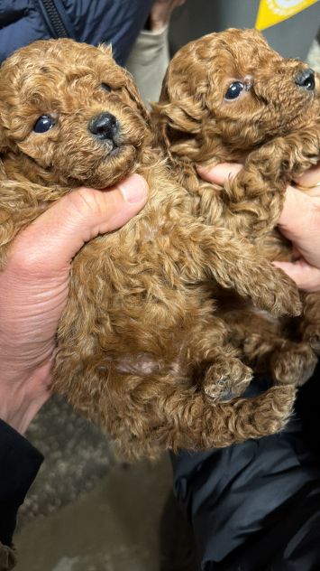Cuccioli di Barboncino Toy con Genitori Visibili - Foto 2