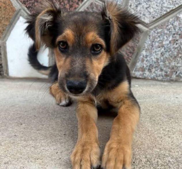 CUCCIOLA 4 MESI INCROCIO PASTORE TEDESCO VIVE PER STRADA