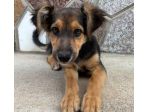 CUCCIOLA 4 MESI INCROCIO PASTORE TEDESCO VIVE PER STRADA