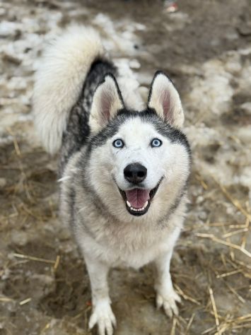 CINDY, splendida HUSKY cerca famiglia! - Foto 9