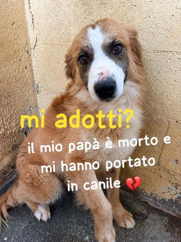 DYLAN 4 ANNI - Foto 6