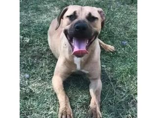 OTIS VIVACE ALLEGRO, MENDICA CAREZZE CANE IN ADOZIONE