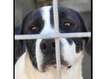 MARILU' CAGNOLINA IN ADOZIONE
