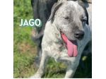 JAGO E ZENO ADORABILI TENERONI CANI IN ADOZIONE DI COPPIA tg MEDIA