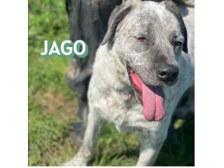 JAGO E ZENO ADORABILI TENERONI CANI IN ADOZIONE DI COPPIA tg MEDIA
