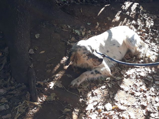 ARGO, dolcissimo setter - Foto 4