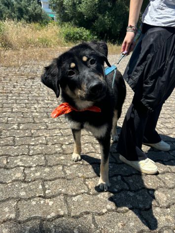 Bellissima cucciola taglia media grande!!
