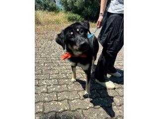 Bellissima cucciola taglia media grande!!