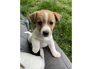 Cuccioli di jack russell terrier