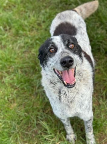 ESCAPE cacciatore di abbracci, CANE IN ADOZIONE - Foto 5