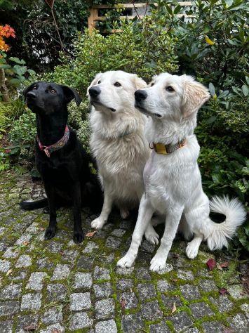 Paula: cucciolona equilibrata e socievole - Foto 7