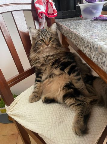 Gatto Siberiano per accoppiamento - Foto 4