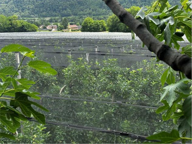 V000421 - TERRENO AGRICOLO DI 6,9 ETTARI IN VENDITA A RONCEGNO TERME - Foto 3