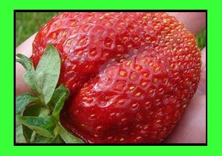 Fragole giganti - Foto 2