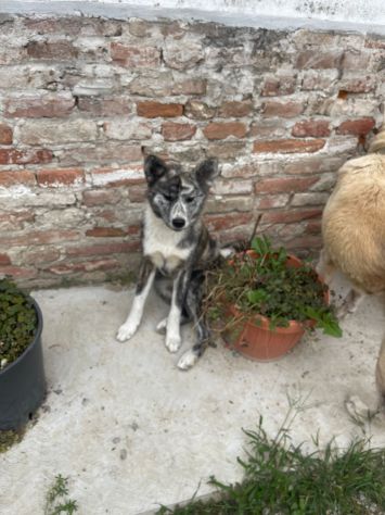 Cucciole femminucce di Akita Inu con pedigree enci - Foto 5
