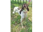 Goya 3 anni bracco