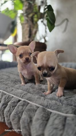 Chihuahua maschietto - Foto 4