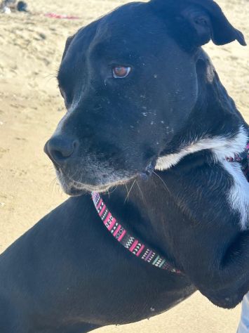 Sasha: giovane mix Amstaff. Adozione o stallo - Foto 9