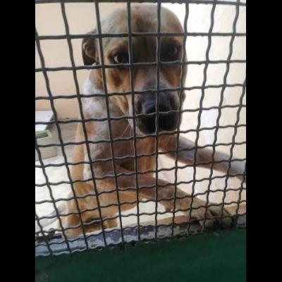 CASPER TRASFERITO E DIMENTICATO; CANE IN ADOZIONE - Foto 3