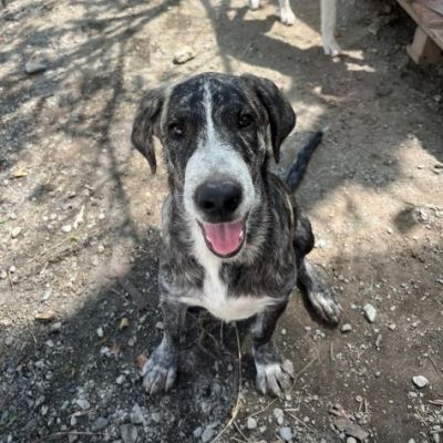 ENEA CUCCIOLO DA SOGNO IN ADOZIONE - Foto 3