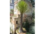 YUCCA AUSTRALIS (FILIFERA)
