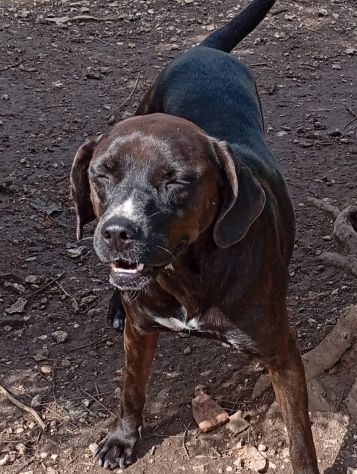 Ciccia 5anni mix Labrador marrone da sempre in canile,buona con tutti.NAPOLI - Foto 3