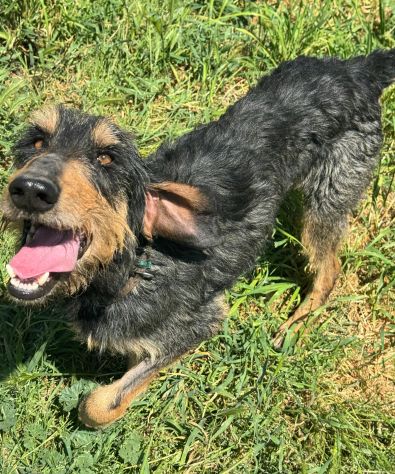Aramis 5 anni segugio pelo ruvido - Foto 2