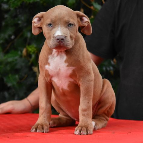 Cucciole di American Bully XL. - Foto 2