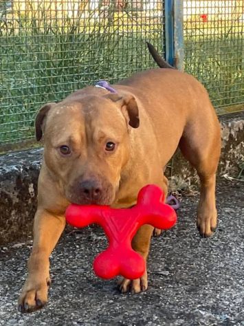 EMMER UNA NUOVA VITA, CANE IN ADOZIONE - Foto 3