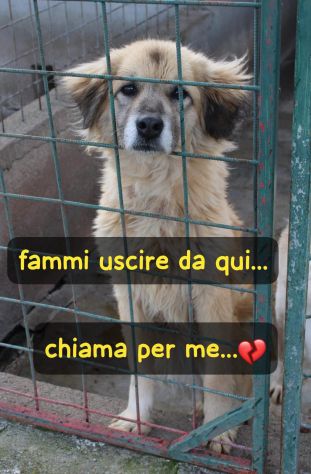 MINNIE 8 ANNI taglia media