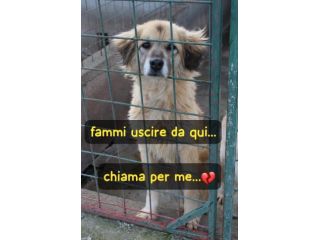 MINNIE 8 ANNI taglia media
