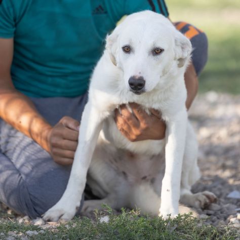 Shiro e Scooby 2anni ed invisibili in canile.NAPOLI - Foto 4