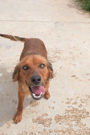 Aki il piccoletto in cerca di casa - Foto 3
