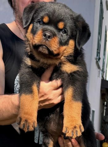 ROTTWEILER CON PEDIGREE - Foto 5