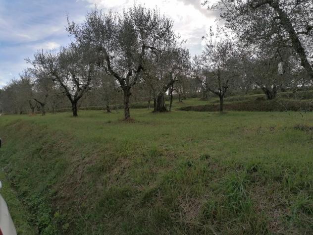 Terreno agricolo in vendita a Orceto - Casciana Terme Lari 3975 mq Rif: 1223667 - Foto 5