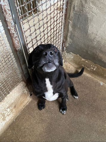 BORIS FANTASTICO ESEMPLARE DI CANE COZZA! DOLCISSIMO CAGNOLINO IN ADOZIONE - Foto 5