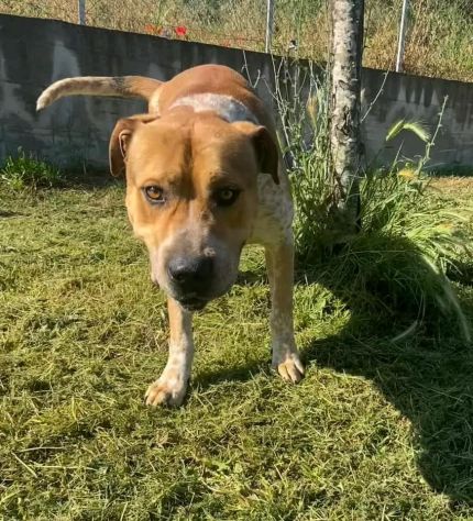 CASPER ALLERGRO E SOCIEVOLE; CANE IN ADOZIONE - Foto 6