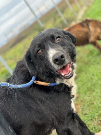 BENNY , UNA PICCOLA TENEREZZA, CANE IN ADOZIONE TG MEDIO CONTENUTA - Foto 4