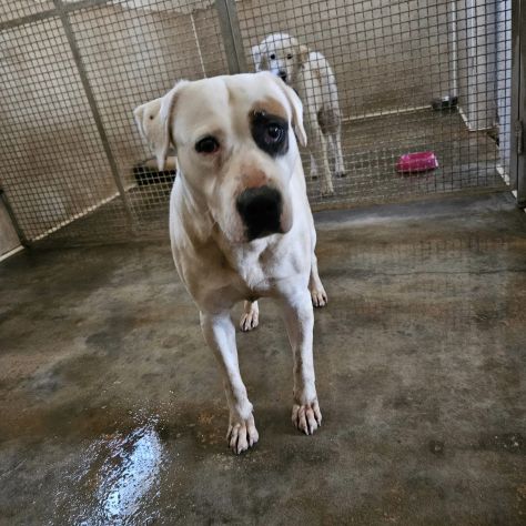 BLOOM AFFETTUOSA CAGNOLONA IN ADOZIONE - Foto 10