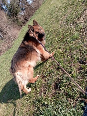Pastore Tedesco 9anni pelo lungo aspetta da anni! MILANO - Foto 2