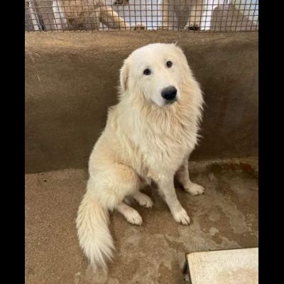 OWEL SALVATELO DAL CANILE ETERNO CANE IN ADOZIONE - Foto 8
