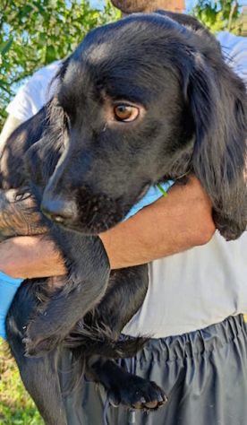 Leo giovane cagnolino taglia medio piccola 12,14 kg